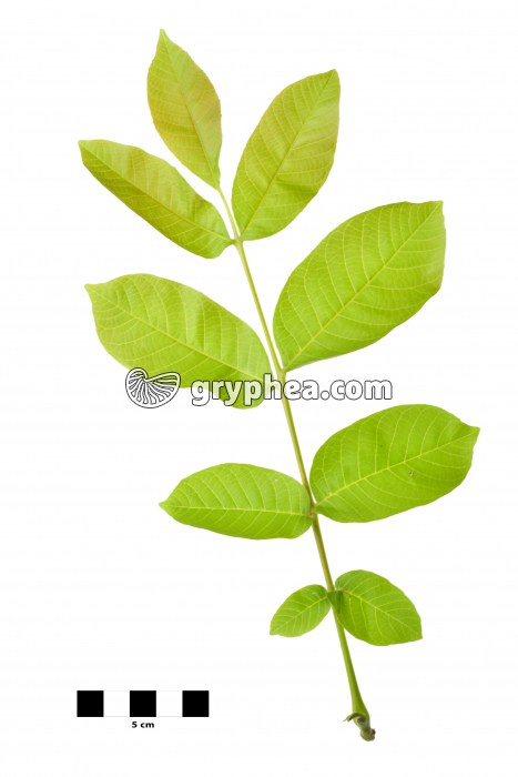Noyer - feuille sur fond blanc (Juglans regia) - gryphea.com